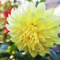 Георгин. . :: Лилия *