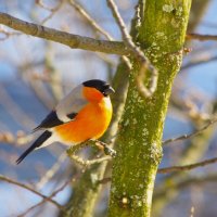 Снегирь повеселей ! :: Юрий Куликов