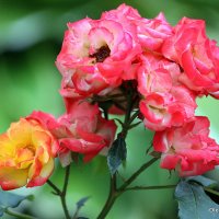 они на радость нам даны :: Олег Лукьянов