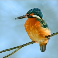 Зимородок :: Валентин Котляров