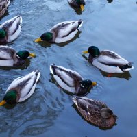 Кряквы в обводном канале Кадриорга :: Aida10 