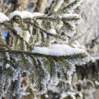 ... :: Елена Пономарева