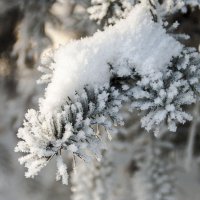 ... :: Елена Пономарева