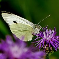 опять про бабочек...403 :: Александр Прокудин опять про бабочек...403 :: Александр Прокудин