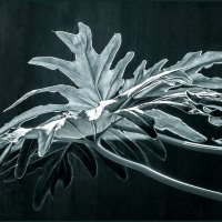 Освещенный солнцем... :: Наталья Rosenwasser Освещенный солнцем... :: Наталья Rosenwasser