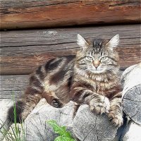 На отдыхе! :: Нина Андронова