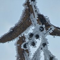 Иней Калининграда :: Михаил Свиденцов