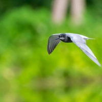 Крачка черная :: Владимир Лазарев