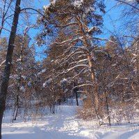 Куда ведёшь тропинка снежная? :: Любовь Сахарова