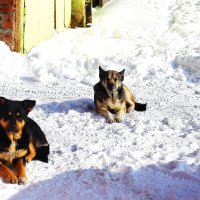 Волк и Балбес :: Юрий Гайворонскiий