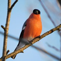 Снегирь :: Лина 