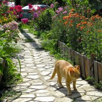 Кошка, которая гуляла сама по себе :: Лариса С.