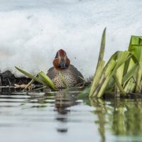 чирок свистунок :: юрий макаров