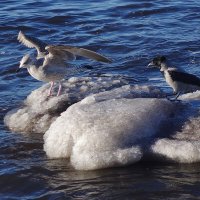 Чайка и ворона на море :: Рита Симонова