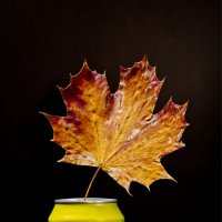 (°-°) :: Jakob Dick