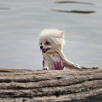 Непреодолимое препятствие. :: Татьяна Бравая