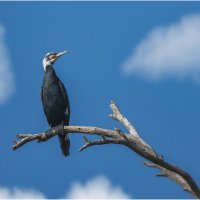 Баклан :: Александр Григорьев