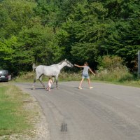 На дороге :: Давид Манакьян