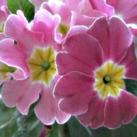 Примулы весенние :: Елена Семигина