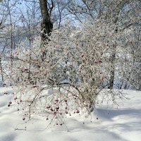 «Серебренная вуаль зимы» :: Арина Невская