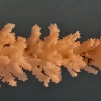 Иней Калининграда :: Михаил Свиденцов