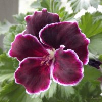 Пеларгония :: Freddy 97