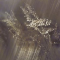 C ветром февраля :: liudmila drake