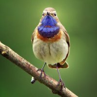 ... :: Вячеслав Минаев ... :: Вячеслав Минаев