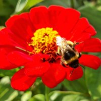 Шмелик на циннии винно-красной. :: оля san-alondra