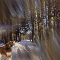 Сны возвращаются :: liudmila drake