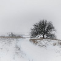 Зимнее безмолвие :: Ирина 