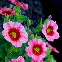 Петунья. :: nadyasilyuk Вознюк