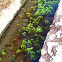 Парамоновские склады! :: Надежда 