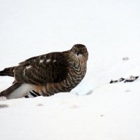 Одним голубем  меньше .... :: Вик Токарев