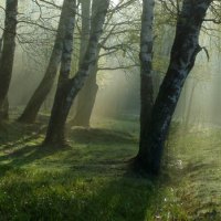 Берёзы в парке поутру :: Valziwa 