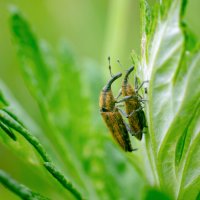 Долгоносики :: Владимир Лазарев
