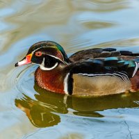 Каролинка :: SanSan 