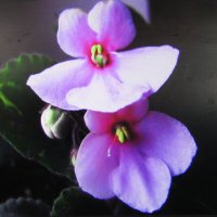 Фиалка зацветает :: Людмила Смородинская