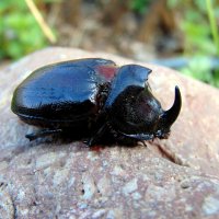 Жук-носорог. :: nadyasilyuk Вознюк