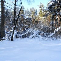 Лес во власти снега. :: Милешкин Владимир Алексеевич 