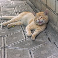 На чиле :: Михаил 