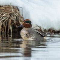 чирок свистунок :: юрий макаров