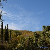 Природа Крыма :: Amazing Cosmea