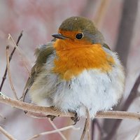 Зарянка :: Лина 