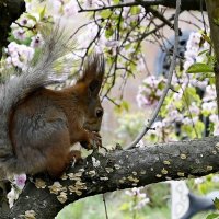 ...да орешки все грызет :: Aleksandr 