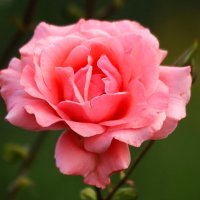 Доброе утро :: Юрий. Шмаков