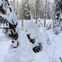 залезли на дерево :: Владимир 