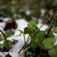 ;) :: Вен Гъновски