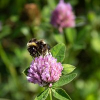 *** :: Александр. AVG100 ---