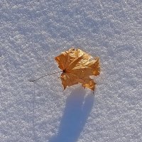 Лист из... осени. :: Валентина  Нефёдова 